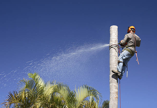 Trusted Luverne, AL Tree Care Experts