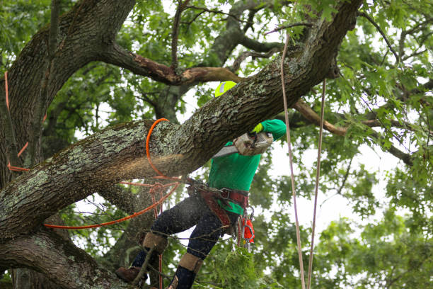 Professional Tree Care in Luverne, AL