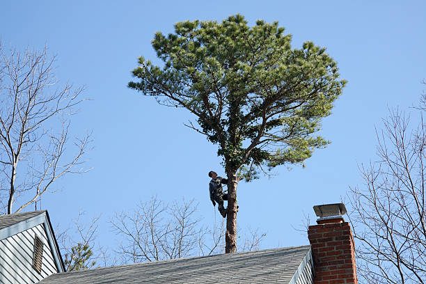 How Our Tree Care Process Works  in  Luverne, AL
