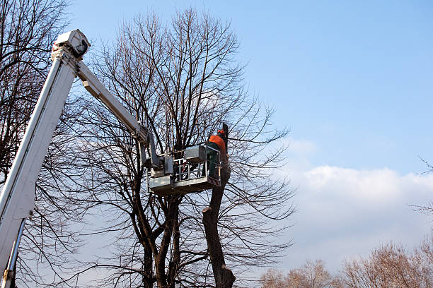 How Our Tree Care Process Works  in  Luverne, AL